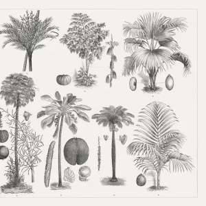 Varios palm trees, wood engravings, published around 1895