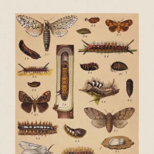 Various butterflies (Cossidae, Limacodidae, Noctuidae, Lasiocampidae), chromolithograph, published in 1892