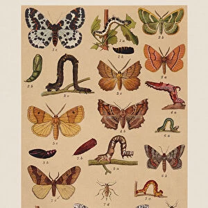 Various butterflies (Geometridae), chromolithograph, published in 1892