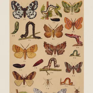 Various butterflies (Geometridae), chromolithograph, published in 1892