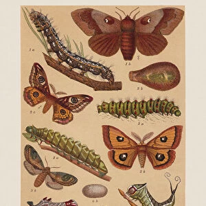 Various butterflies (Lasiocampidae, Saturniidae, Notodontidae), chromolithograph, published in 1892
