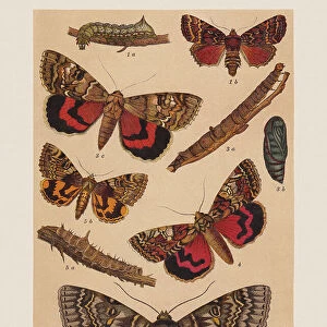 Various butterflies (Noctuidae, Erebidae), chromolithograph, published in 1892