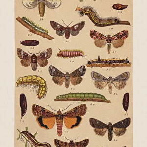 Various butterflies (Notodontidae, Drepanidae, Noctuidae), chromolithograph, published in 1892