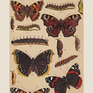 Various butterflies (Nymphalidae), chromolithograph, published in 1892