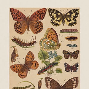 Various butterflies (Nymphalidae, Hesperiidae), chromolithograph, published in 1892