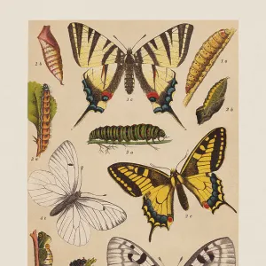 Various butterflies (Papilionoidea), chromolithograph, published in 1892