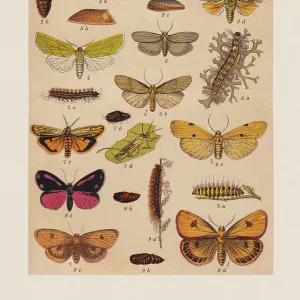 Various butterflies (Sesiidae, Zygaenidae, Noctuidae, Erebidae), chromolithograph, published in 1892