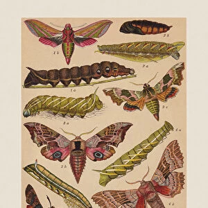 Various butterflies (Sphingidae), chromolithograph, published in 1892