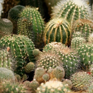 Various cacti, Mammillaria species and Golden Barrel Cacti or Mother-in-Laws Cushions -Echinocactus grusonii-