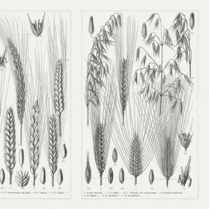 Various cereals, wood engravings, published in 1897