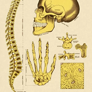 Various Human Bones