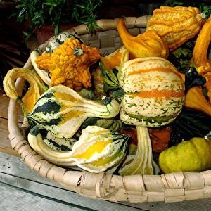 Various ornamental gourds in a basket, Bavaria, Germany