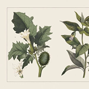 Various poisonous plants (Solanacea), chromolithograph, published in 1891