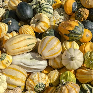 Various pumpkins, Austria