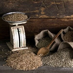 Various types of cereals, wheat, rye, unripe spelt grain and spelt, in jute bags on rustic wood