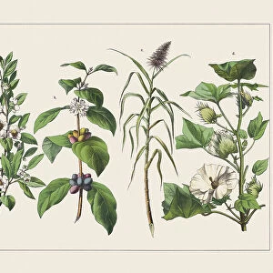 Various useful tropical plants, chromolithograph, published in 1891