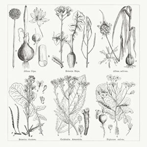 Various vegetables, wood engravings, published in 1884