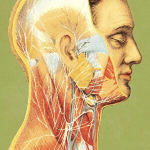 Vascular Illustation of Man