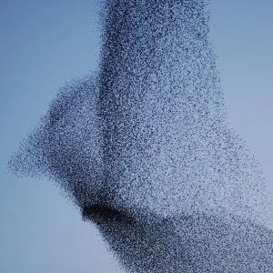 Vast bird-shaped murmuration flock of starlings