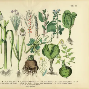 Vegetables, Fruit and Berries of the Garden, Victorian Botanical Illustration