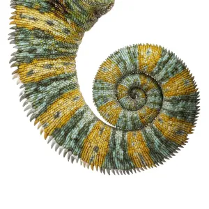 Veiled Chameleon Tail Print Veiled Chameleon Tail Print