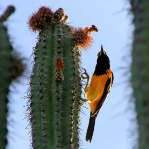 Venezuelan troupial (icterus icterus) on a cactus Venezuelan troupial (icterus icterus) on a cactus