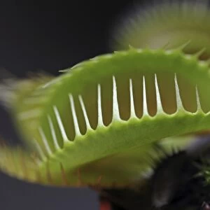 Venus Flytrap -Dionaea muscipula-