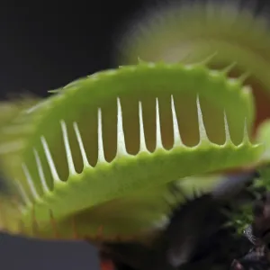 Venus Flytrap -Dionaea muscipula-