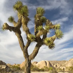 Vertical, Nobody, Unknown, Outdoors, Day, Sky, Cloud, Sunlight, Desert, Joshua Tree Vertical, Nobody, Unknown, Outdoors, Day, Sky, Cloud, Sunlight, Desert, Joshua Tree