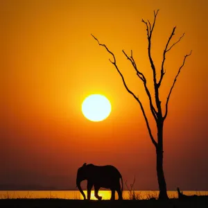 African Elephant Silhouette Print African Elephant Silhouette Print
