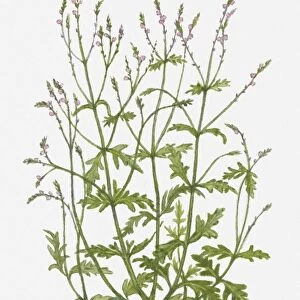 Vervain officinalis (Common Vervain) pink flowers and green leaves on tall stems