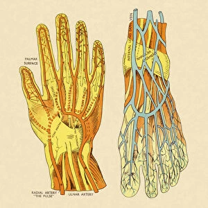 Vessels and Arteries of Hand and Foot