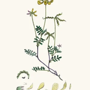 Vetch flower 19th century illustration Vetch flower 19th century illustration