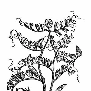 Vetch (Vicia sylvatica)
