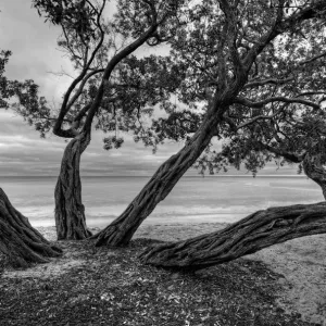 Trees