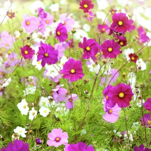 Vibrant pink and white summer flowering Cosmos flowers in soft summer sunshine Vibrant pink and white summer flowering Cosmos flowers in soft summer sunshine