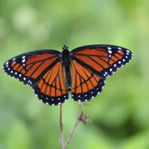 Viceroy Butterfly Mimicry Print, Everglades National Park Viceroy Butterfly Mimicry Print, Everglades National Park