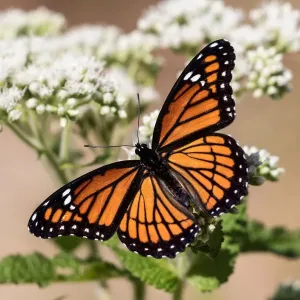 Viceroy Butterfly Print with Wings Spread Viceroy Butterfly Print with Wings Spread