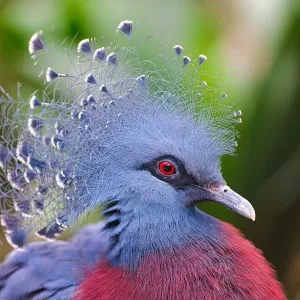 Victoria Crowned Pigeon Print Victoria Crowned Pigeon Print