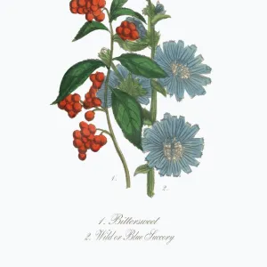 Victorian Botanical Illustration of Bittersweet and Blue Succory