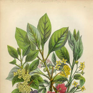 Victorian Botanical Illustration: Bladder Nut, Spindle and Buckthorn Tree