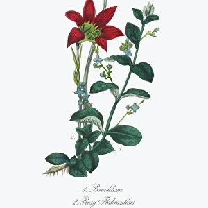 Victorian Botanical Illustration of Brooklime and Rosy Flabranthus