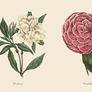 Victorian Botanical Illustration of Gardenia and Camellia Plants