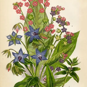 Victorian Botanical Illustration: Houndstongue, Madwort, Borage