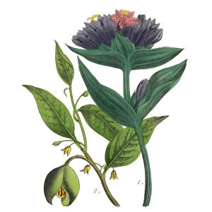 Victorian Botanical Illustration of Purple Gentian and Nutmeg Tree