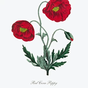 Victorian Botanical Illustration of Red Corn Poppy