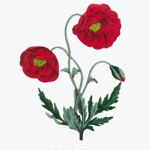 Red Corn Poppy Print - Digitally restored, antique botanical illustration