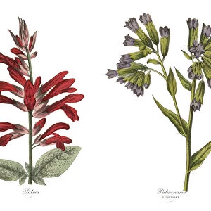 Victorian Botanical Illustration of Salvia and Lungwort Plants