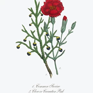 Victorian Botanical Illustration of Savine and Clove or Carnation