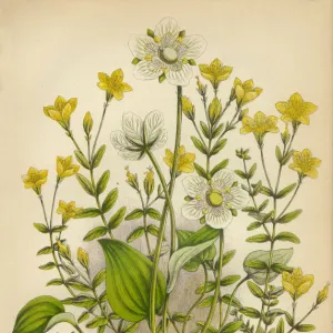 Victorian Botanical Illustration: St. Johns Wort